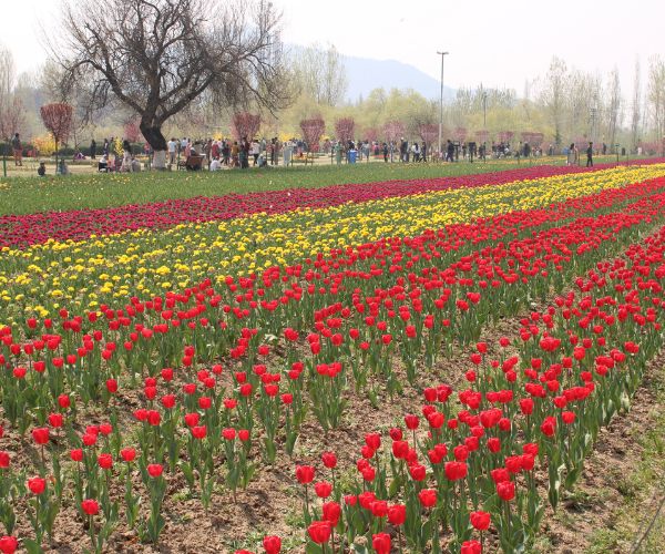 The Magic of the Kashmir Tulip Festival 2026