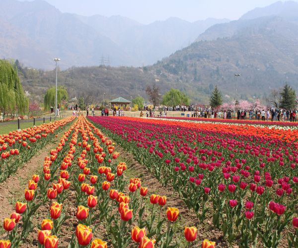 The Magic of the Kashmir Tulip Festival 2026