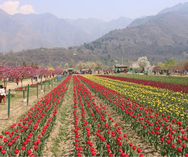 The Magic of the Kashmir Tulip Festival 2026